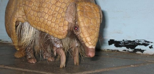 Tolypeutes tricinctus