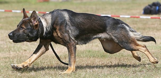 Hund als Polizeichef