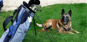 Der Hund, der Caseys Ball beim Dunhill Links Championship klaute, war etwas kleiner als dieser Schäferhund Golf,Hund,Bag