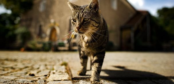 Streunende Katze führt Römer in unentdeckte Grabkammer