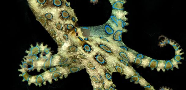 Oktopus warnt mit Blaulicht