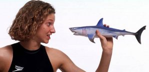 Haie nur noch kleine Fische? DEL, Hai, Buschulte