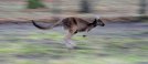 Känguru attackiert australischen Politiker