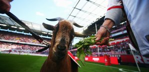 Auch Geißbock Hennes ist auf dem Orden zu sehen Bundesliga, 1. FC Köln