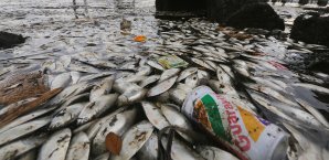 Das schmutzige Gewässer tötete bereits zahlreiche Fische Olympia