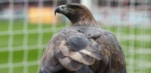 Eintracht Frankfurt kooperiert mit dem FC Peking Bundesliga