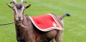 Paulo Otavio wechselt nicht zu den Geißböcken Geißbock