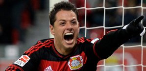 Korkut hofft auf Hernandez-Einsatz gegen die Bayern javier chicharito hernandez