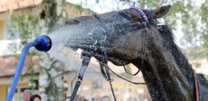 Danedream,Reitsport